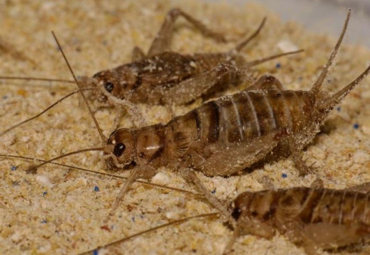 Účinky mikroplastů na hmyz a životní prostředí