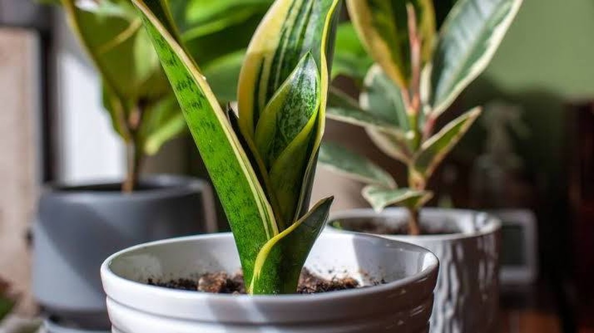 Úloha cukru v péči o jazyk tchyně (Sansevieria trifasciata)
