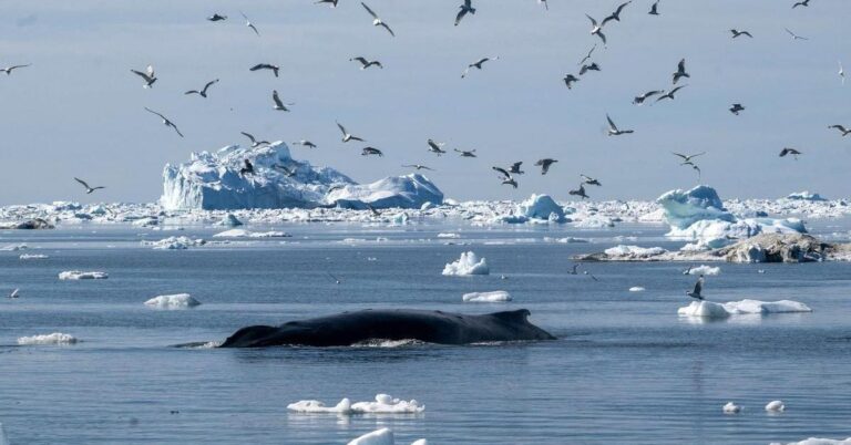 Úžasný život a dlouhověkost velryb grónských