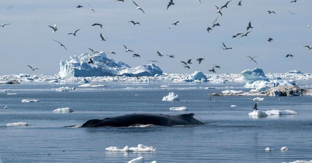 Úžasný život a dlouhověkost velryb grónských