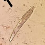 Varování polských vědců před novým parazitem přinášeným mývalem