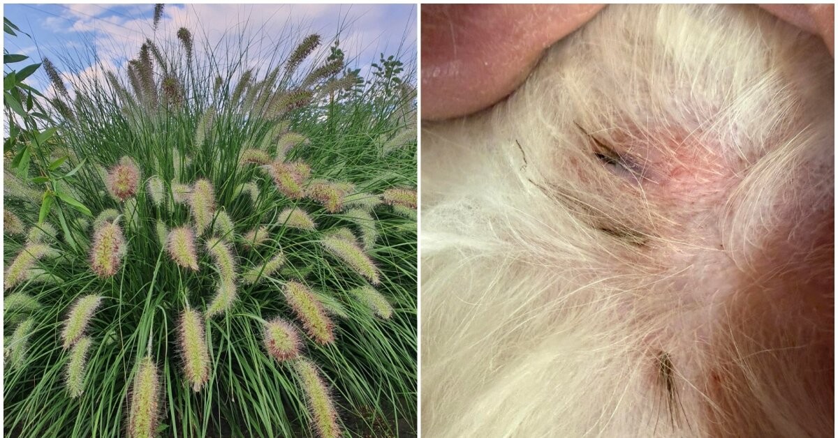 Varpiniai augalai: pavojus mūsų augintiniams