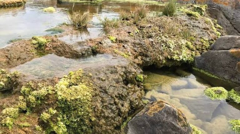 Vědci objevují „živé skalní útvary“ v Jižní Africe, které mohou pomoci lidstvu