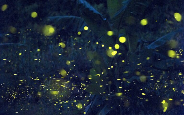 Vědci potvrzují existenci světlušek v Novém Mexiku — víte, kde hledat