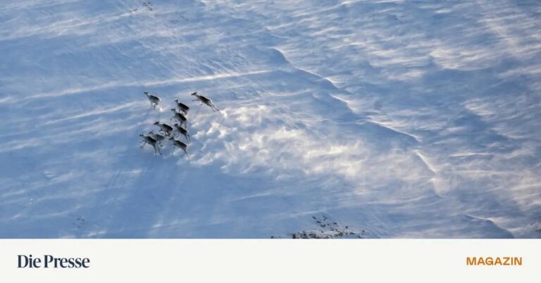 Vliv klimatických změn na severní rašeliniště