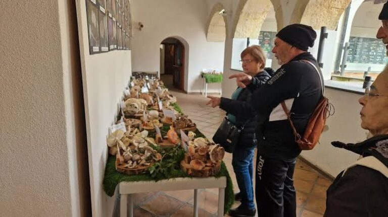 Výstava hub v Quartu: 300 druhů pro bezpečné sbírání