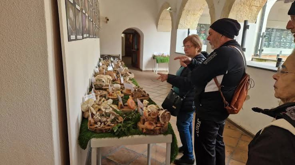 Výstava hub v Quartu: 300 druhů pro bezpečné sbírání