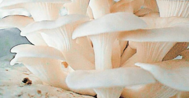 Význam a užitečnost přírodních hub