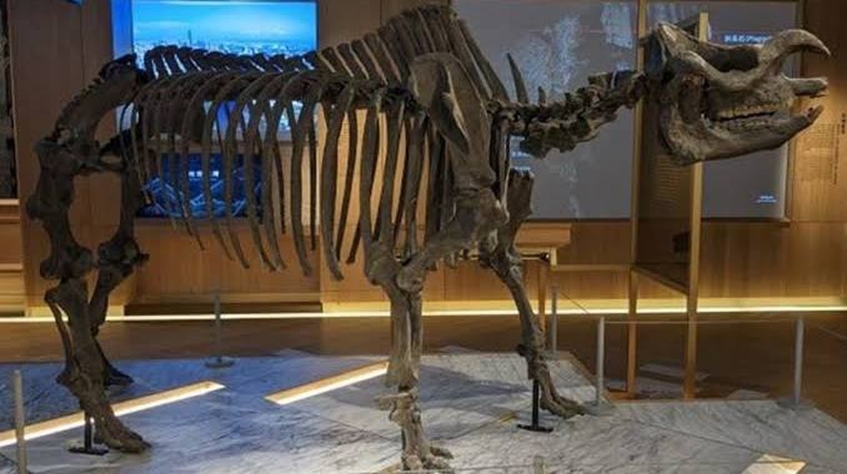 Význam výstavy "Na Taiwanu jsou nosorožci": Stoletá vědecká historie fosilií Zaosaka