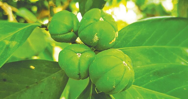 Vzácný strom Naranga