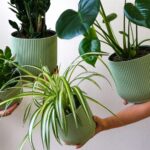 10 rostlin, které absorbují vlhkost a dekorují váš domov