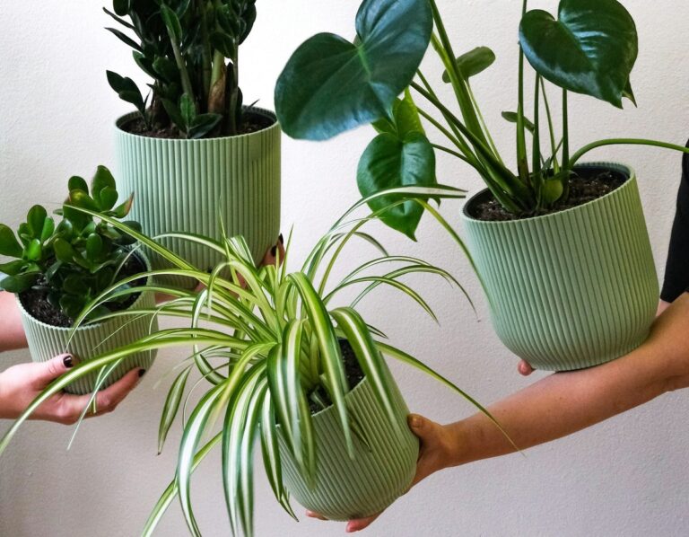 10 rostlin, které absorbují vlhkost a dekorují váš domov