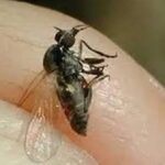 Barigüí se vrací do regionu díky zvýšení vodního toku