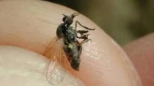 Barigüí se vrací do regionu díky zvýšení vodního toku