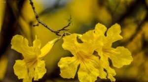 Bl blooming guayacánov v obci Zapotillo v roce 2026