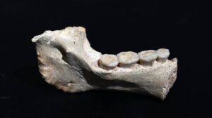 Fosílie staré 773 000 let osvětlují naše africké kořeny