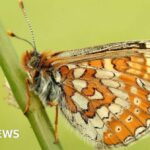 Historie vzácného motýla: Počet populace dosahuje rekordních úrovní