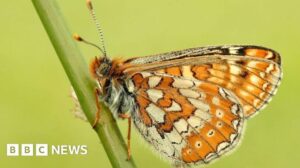 Historie vzácného motýla: Počet populace dosahuje rekordních úrovní