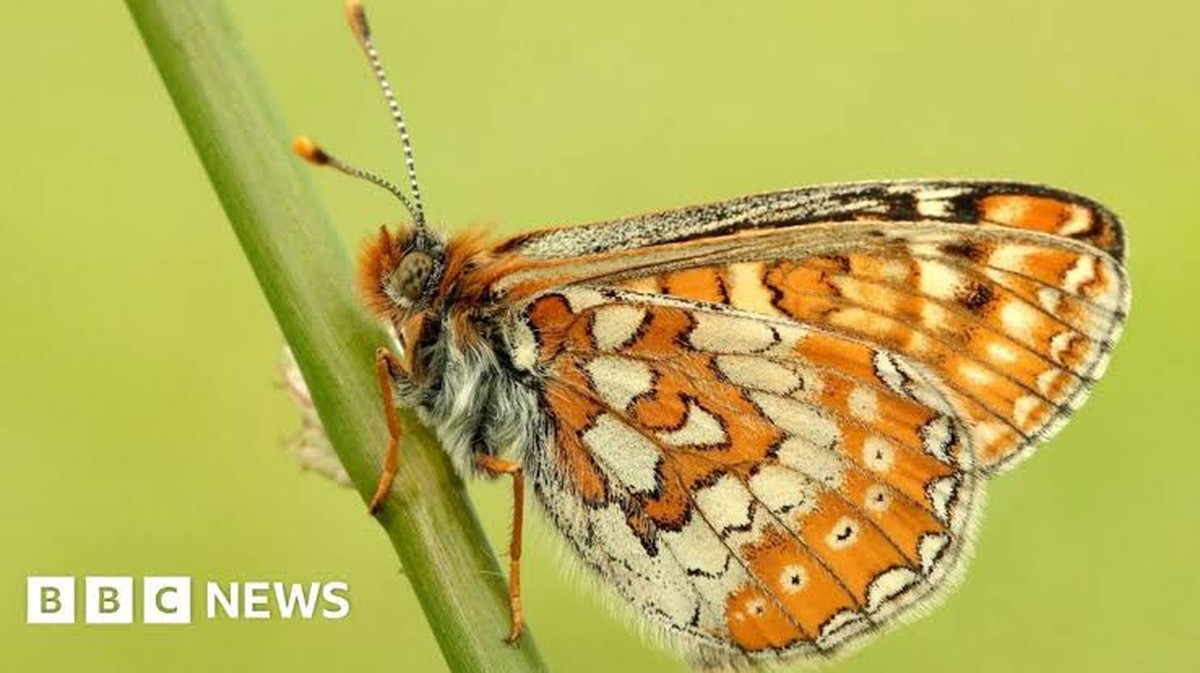 Historie vzácného motýla: Počet populace dosahuje rekordních úrovní