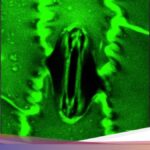 Inovativní systém pro sledování dýchání rostlin