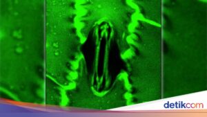 Inovativní systém pro sledování dýchání rostlin