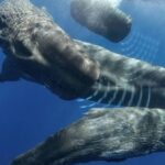 Jak komunikuje vorvaň