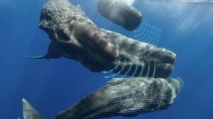 Jak komunikuje vorvaň