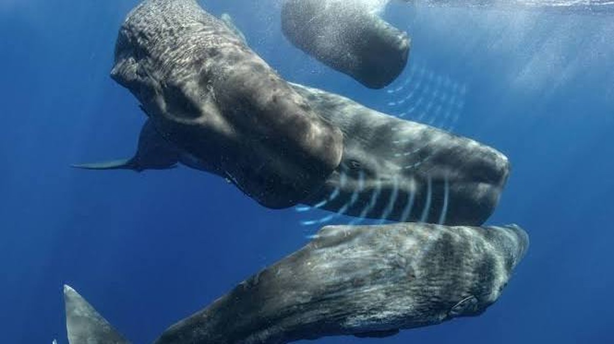 Jak komunikuje vorvaň