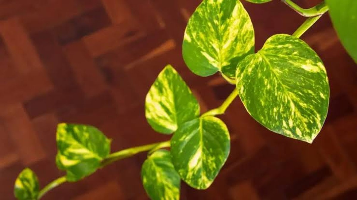 Jak pečovat o pokojový potus a podpořit růst jeho listů