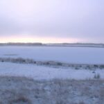 Jak se ptáci chovají, když všechno zamrzne?