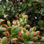 Jak se starat o strom peněz (Crassula ovata) a co znamenají načervenalé okraje listů