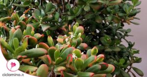 Jak se starat o strom peněz (Crassula ovata) a co znamenají načervenalé okraje listů