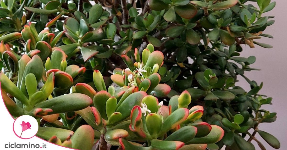 Jak se starat o strom peněz (Crassula ovata) a co znamenají načervenalé okraje listů
