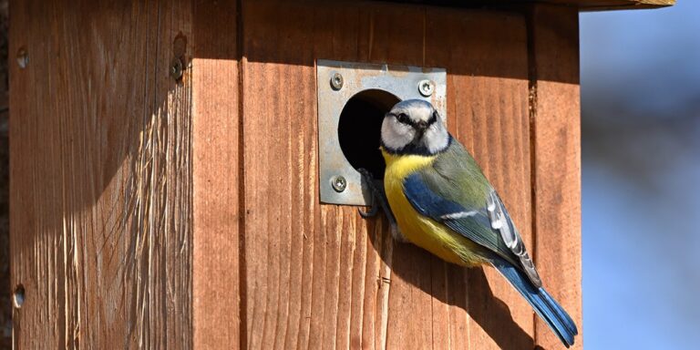 Jaký je význam přítomnosti sýkorek v mé zahradě?