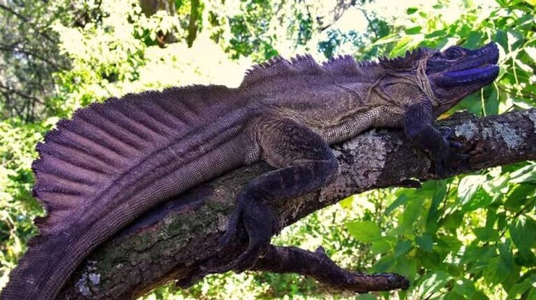 Jak zhubnout na břiše: 6 jednoduchých a velmi účinných domácích cvičení