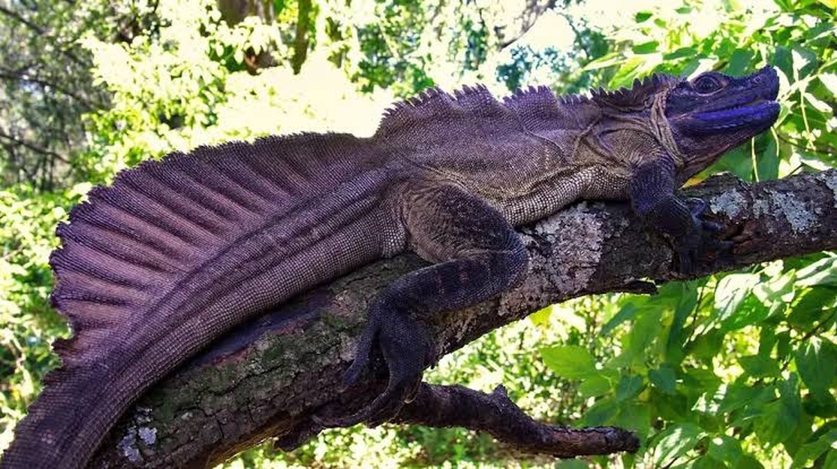 Jak zhubnout na břiše: 6 jednoduchých a velmi účinných domácích cvičení