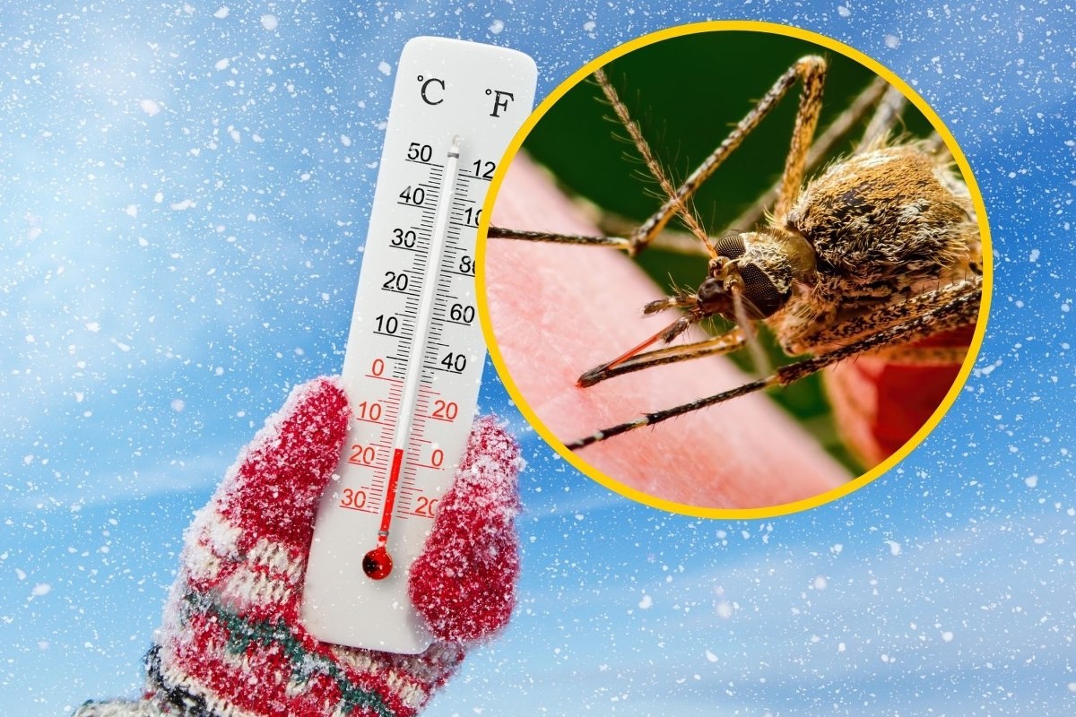 Jak zima wpływa na populację komarów a kleszczy?