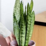 Jardinerie: Pět malých rostlin, které odolávají letním vlnám veder