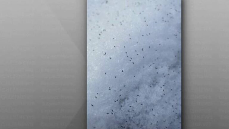 Jarní skákavci: Bezpeční společníci v zasněžených městech