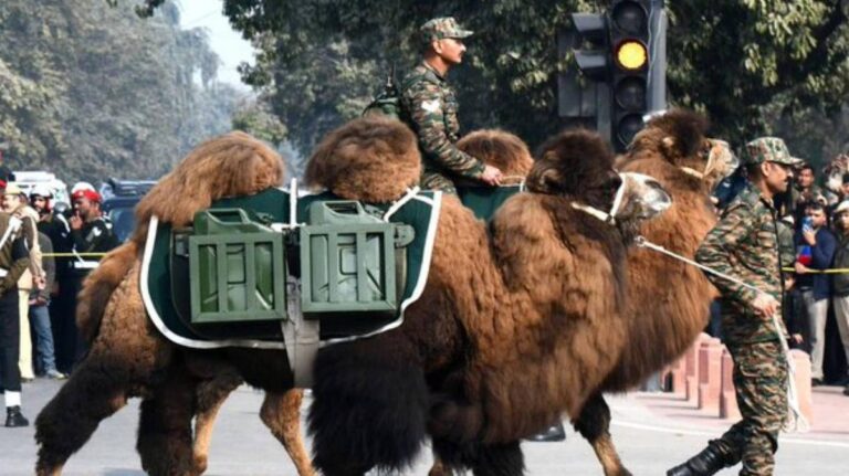 Jedinečné Baktřiánské velbloudy na oslavách Dne republiky