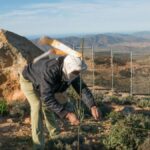 Kapitoly o sběru mlhy v Saharské poušti