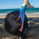 Kasuár: Nejnebezpečnější pták na světě a jeho skutečná povaha