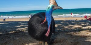 Kasuár: Nejnebezpečnější pták na světě a jeho skutečná povaha