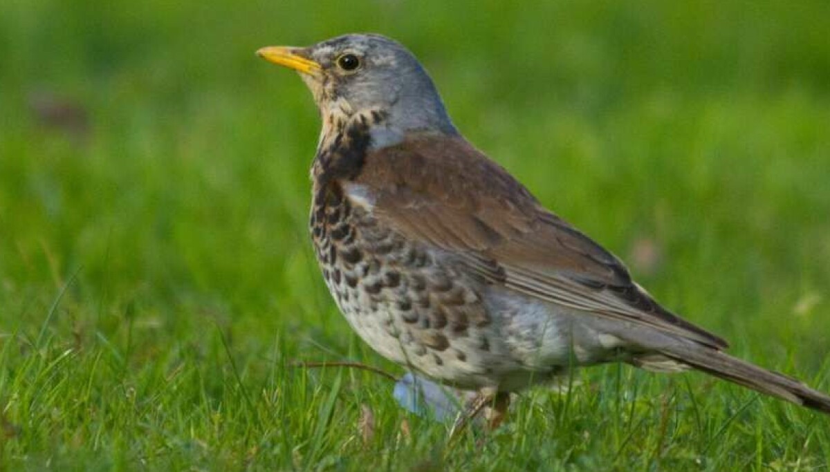 Každá čtvrtá pták zmizela: Trendy v Evropě a Norsku