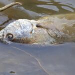 Klímaváltozás hatásai a Balaton ökoszisztémájára