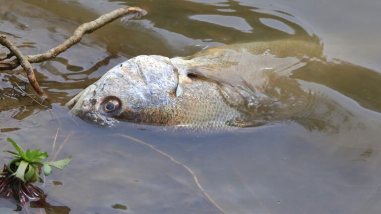Klímaváltozás hatásai a Balaton ökoszisztémájára
