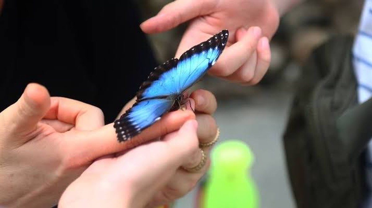 Mariposarte: Spojení přírody a vědy v srdci Bucaramangy