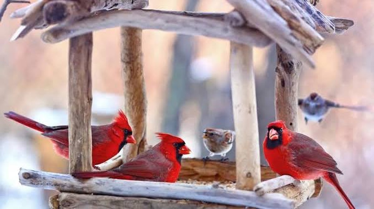 Moje první setkání s červenkou