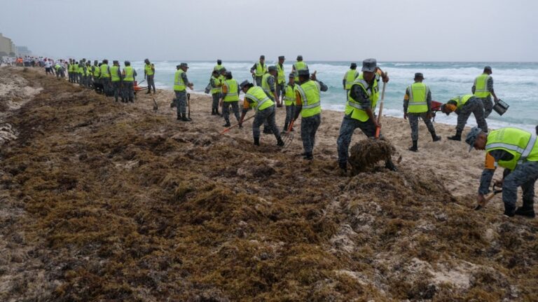Možná změna režimu v oceánech způsobená kvetením řas