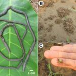 Nalezený nový druh žížaly na břehu řeky Mekong v Chiang Rai